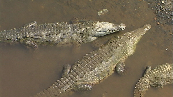 Krokodile . . . 